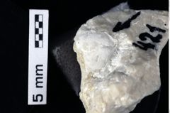 Foto (Detailansicht) von Goniodromites bidentatus (Reuss, 1859) (NHMW-GEO-1990-0041-0421)